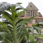 Klostergarten Riddagshausen. Foto: Peter Sierigk