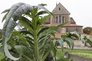 Klostergarten Riddagshausen. Foto: Peter Sierigk