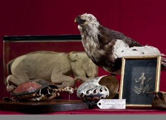 Exponate aus der Schatzkammer von Herzog Carl I. von Braunschweig und Lüneburg. Foto: Naturhistorisches Museum