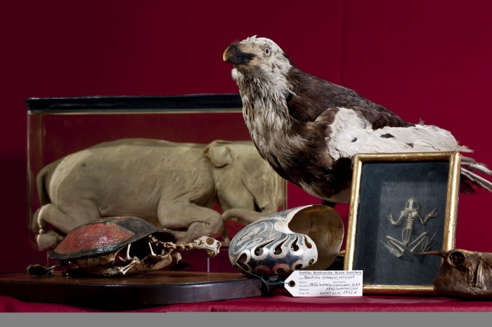 Exponate aus der Schatzkammer von Herzog Carl I. von Braunschweig und Lüneburg. Foto: Naturhistorisches Museum