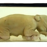 Das bemerkenswerteste Exponat: Elefanten-Embryo aus Indien. Foto: Naturhistorisches Museum