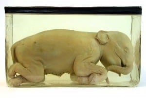 Das bemerkenswerteste Exponat: Elefanten-Embryo aus Indien. Foto: Naturhistorisches Museum