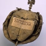 Skelett einer Wasserschildkröte. Foto: Naturhistorisches Museum