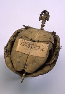Skelett einer Wasserschildkröte. Foto: Naturhistorisches Museum
