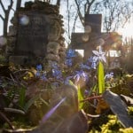 Petri-Friedhof. Foto: Peter Sierigk