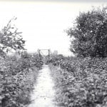 Heimatlicher Gartenweg aus derselben Glasplattenserie. Foto: Archiv E.-J. Zauner