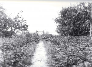 Heimatlicher Gartenweg aus derselben Glasplattenserie. Foto: Archiv E.-J. Zauner