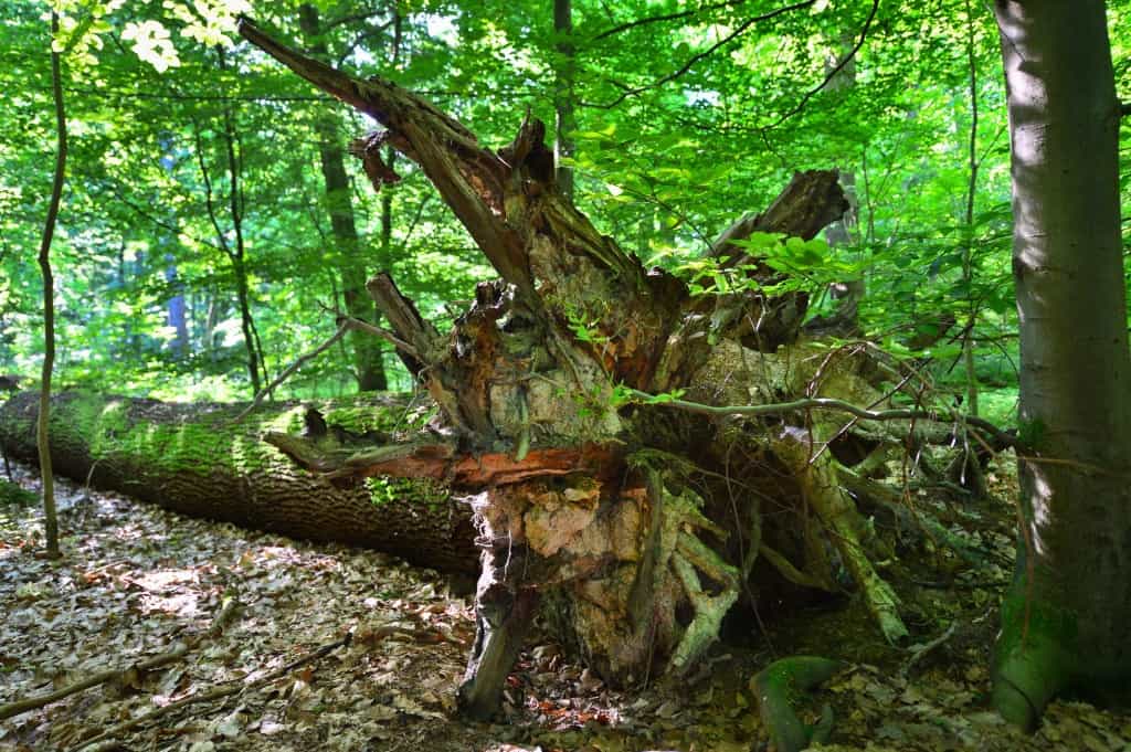 Die Rückkehr der Urwälder