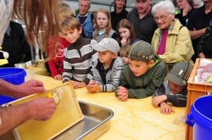 Vor dem Schleudern müssen die geschlossenen Waben mit einer Spepzialgabel geöffnet werden. Foto: Andreas Greiner-Napp