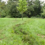 Ein Grabensystem trägt zur Entwässerung des Arboretums bei. Foto: Peter Sierigk