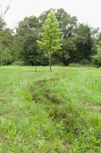 Ein Grabensystem trägt zur Entwässerung des Arboretums bei. Foto: Peter Sierigk