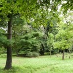 Blick in die parkähnliche Anlage. Im Hintergrund steht eine Eiche aus den Anfängen des Arboretums 1838. Peter Sierigk