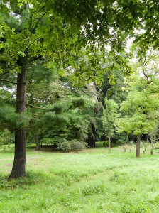 Blick in die parkähnliche Anlage. Im Hintergrund steht eine Eiche aus den Anfängen des Arboretums 1838. Peter Sierigk