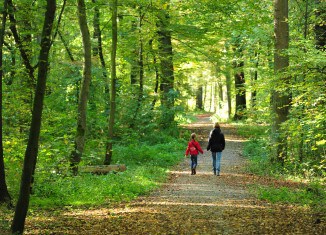 Erholsam: Spaziergang durch den Wald. Foto: Andreas Greiner-Napp