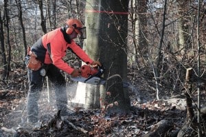 Forstwirtschaft ist eine Einnahmequelle für die SBK. Foto: Andreas Greiner-Napp