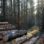 Die SBK verkauft Holz. Foto: Andreas Greiner-Napp