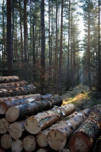 Die SBK verkauft Holz. Foto: Andreas Greiner-Napp