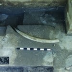 Stoßzahn und Rippe eines Waldelefanten an der Fundstelle Schöningen 13 II (Verlandungsfolge 2) in Fundlage (Maßstab: 0,5 m). Foto: Jens Lehmann, Niedersächsisches Landesamt für Denkmalpflege.