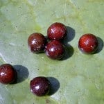 Erbsengroße Samen der Victoria-Seerose (Keimfähigkeit ca. 10 Jahre). Foto: TU