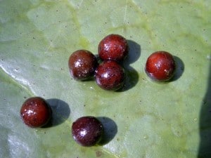Erbsengroße Samen der Victoria-Seerose (Keimfähigkeit ca. 10 Jahre). Foto: TU