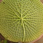 Die stachelige Unterseite eines Victoriablattes