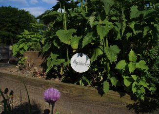 Sorgfältig beschriftete Kräuter im Stadtgarten. Foto: Meike Buck