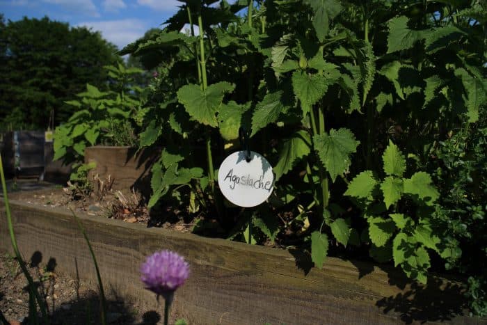 Sorgfältig beschriftete Kräuter im Stadtgarten. Foto: Meike Buck