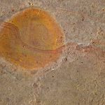 Steinabtritt - Struktur des Sandsteins aus dem Steinbruch in Velpke. Foto: Ernst Walter