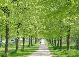 Allee entlang des Madamenwegs. Foto: Braunschweigische Landschaft