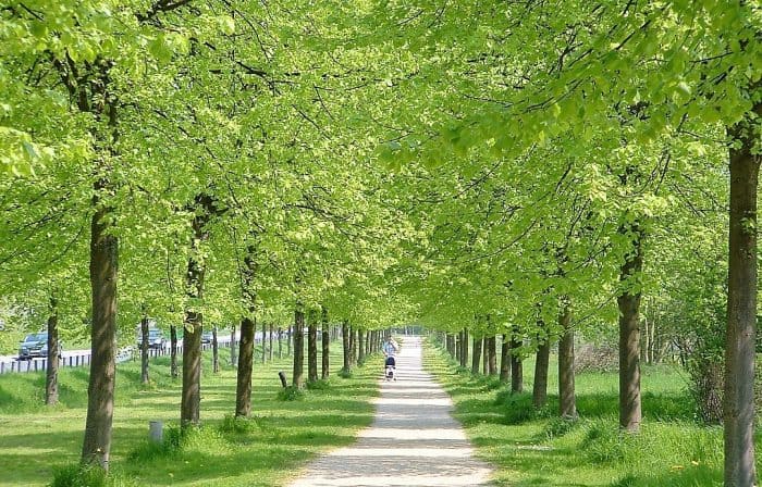 Allee entlang des Madamenwegs. Foto: Braunschweigische Landschaft