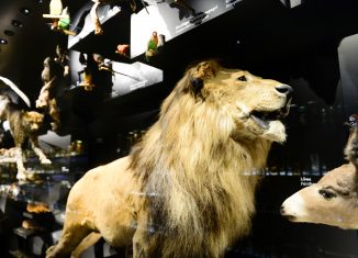Der Löwe im Naturhistorischen Museum. Fotos: Der Löwe / Andreas Greiner-Napp
