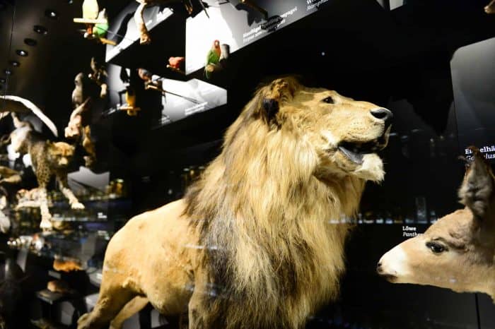 Der Löwe im Schaumagazin des Naturhistorischen Museums. Foto: Andreas Greiner-Napp