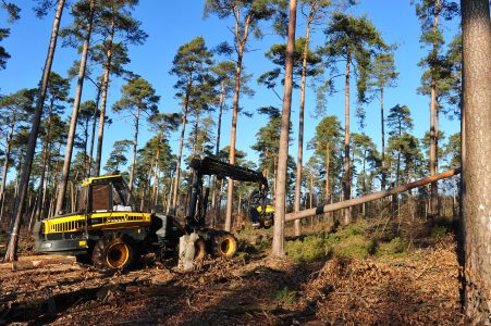 Harvester bei der Holzernte. Foto: SBK / Andres Greiner-Napp