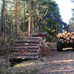 Abtransport der Holzstämme zur weiteren Verarbeitung. Foto: SBK / Andres Greiner-Napp
