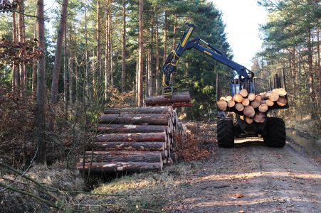 Abtransport der Holzstämme zur weiteren Verarbeitung. Foto: SBK / Andres Greiner-Napp