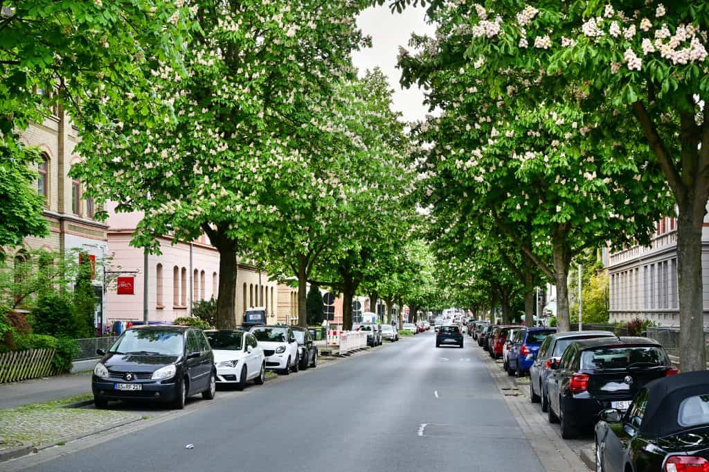 Darum heißt sie Kasta­ni­en­allee