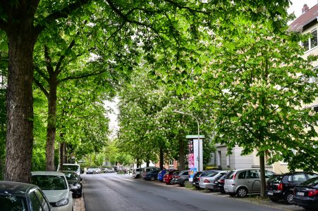 Georg-Westermann-Allee. Foto: Andreas Greiner-Napp