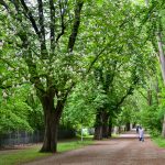 Weg „An der Matthüskirche“. Foto: Andreas Greiner-Napp