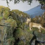 Diorama mit dem letzten im Harz geschossenen Luchs. Foto: SNM