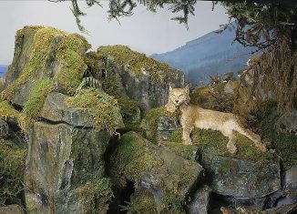 Diorama mit dem letzten im Harz geschossenen Luchs. Foto: SNM