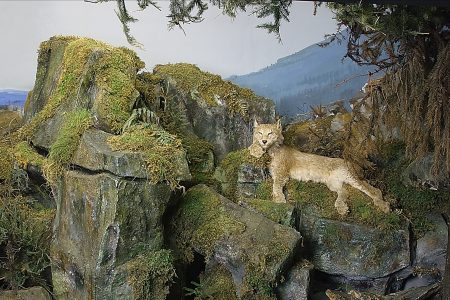 Diorama mit dem letzten im Harz geschossenen Luchs. Foto: SNM