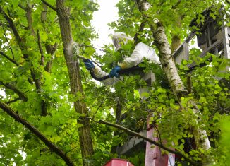 Der Mitarbeiter einer Spezialfirma saugt ein Eichenprozessionsspinner-Nest im Querumer Forst ab. Foto: SBK/Andreas Greiner-Napp