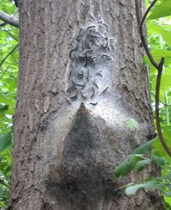 Eichenprozessionsspinner und ihr Nest an einem Baum im Querumer Forst. Foto: SBK