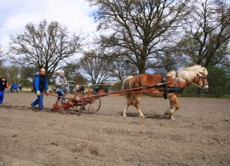 Kartoffeln pflanzen mit Ronja, der Hafflingerstute. Foto: Magnus Tomforde