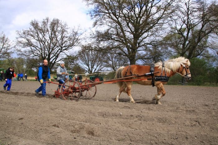 Kartoffeln pflanzen mit Ronja, der Hafflingerstute. Foto: Magnus Tomforde