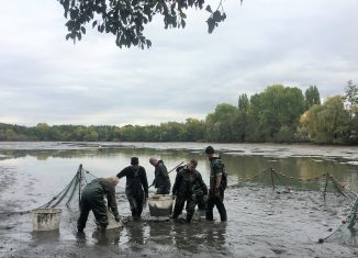 Abfischen am Kreuzteich. Foto: Der Löwe