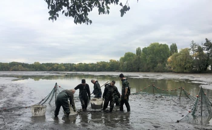 Abfischen am Kreuzteich. Foto: Der Löwe