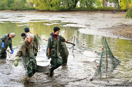 In Kübeln werden die gefangenen Fische zum Transporter getragen. Foto: SBK / Andreas Greiner-Napp