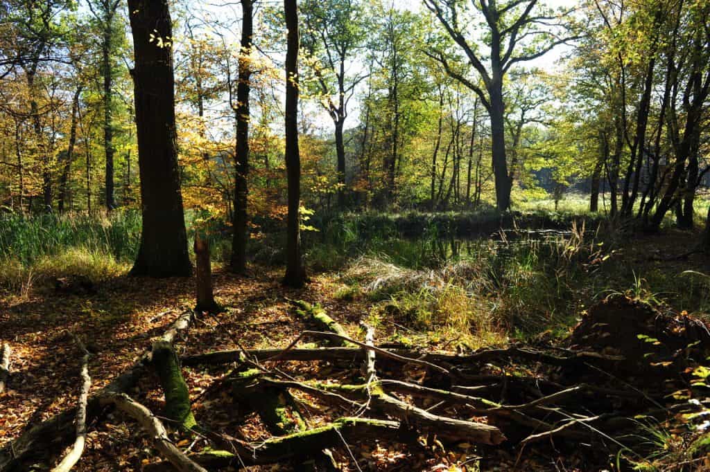 Volker Laske hört, wie viele Vögel im Wald leben