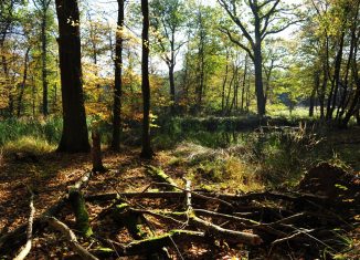 Die Vögel sind im Wald nicht zu erkennen. Sie werden nach Gehör gezählt. Foto: Stiftung Braunschweigischer Kulturbesitz / Andreas Greiner-Napp